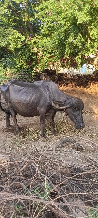ભેંસ વેચવા ની છે
