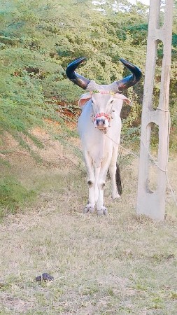 વાવણી વાવેલ મારવા બેસવાની ટોટલ જવા
