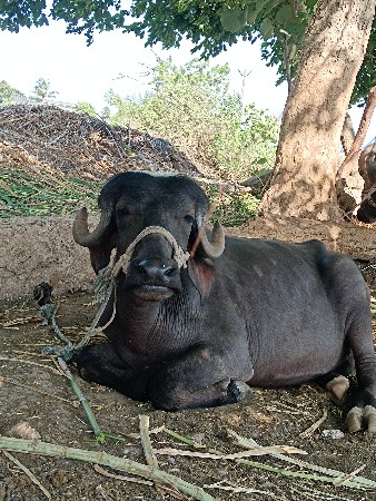 પાડી પ્યૉર જાફરાબાદી છે