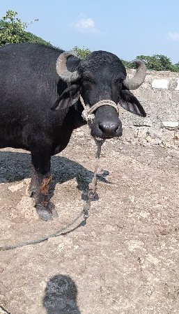 ભેંસ વેચવાની છે સાટા કરવા છે