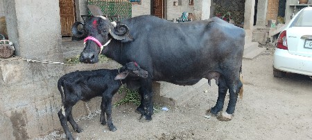 ભેંસ વેચવાની છે
