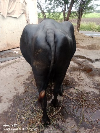 ભેંસ જાફરાબાદી