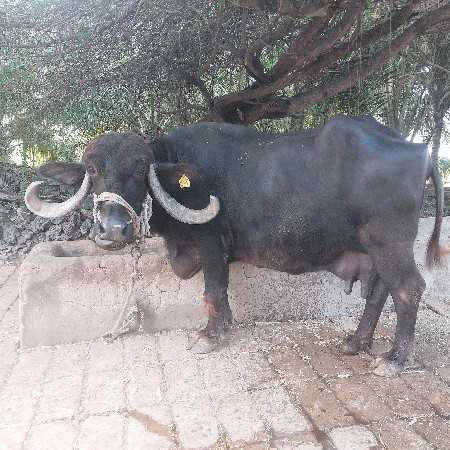આ ભેંસ વેચવાની છે.