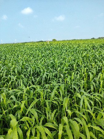 લીલી શાર વેચવાની છે