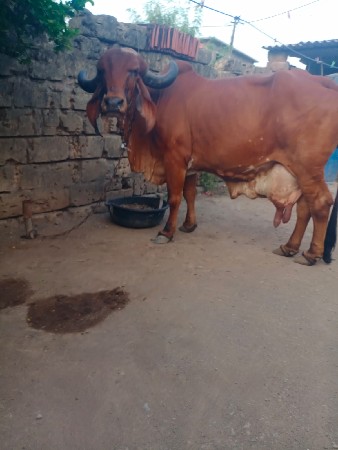 ગીર ગાય વેચવાની છે