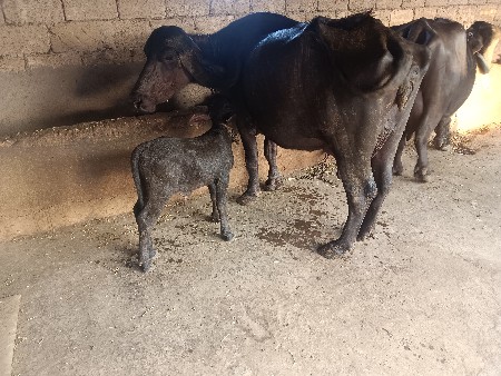 ભેંસ વેચવાની છે