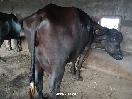 બીજૂ વેંતર