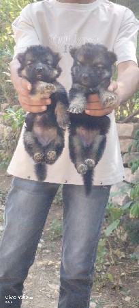 ફિમેલ વેચવાની છે