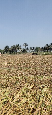 જુવાર વેચવાની છે બરડા ગામ