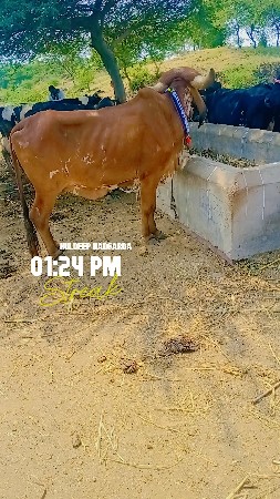 ઓરીજનલ ગીર વાસડી વેચવાની છ
