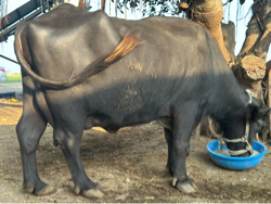 Vechvani che