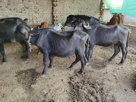 2 padi se