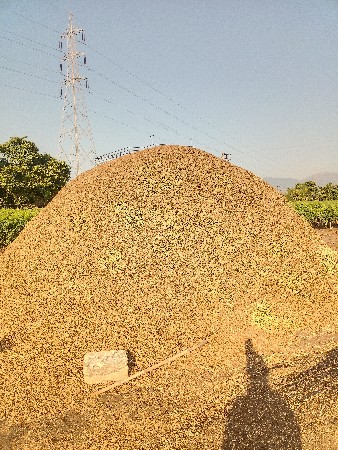 10 વીઘા નો માંડવી નો પાલો વેચવાનો