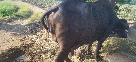 બીજું એક્ટર ભેંસ આઠ લીટર દૂધ બે લા