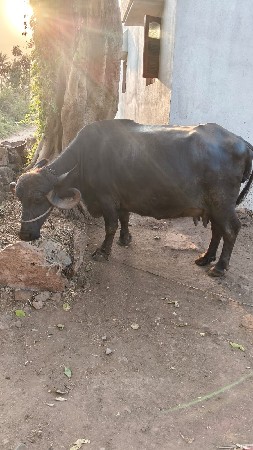 ભેંસ વેચવાની છે