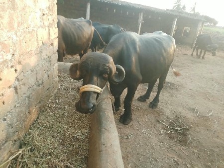 ગાભણી ખડેલી