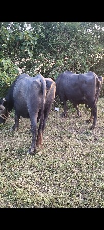 ત્રણ ભેંસો