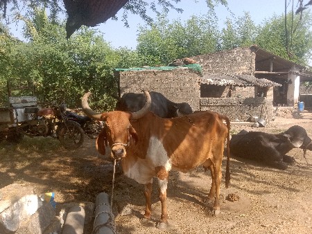 ગાય વેચવાના છે