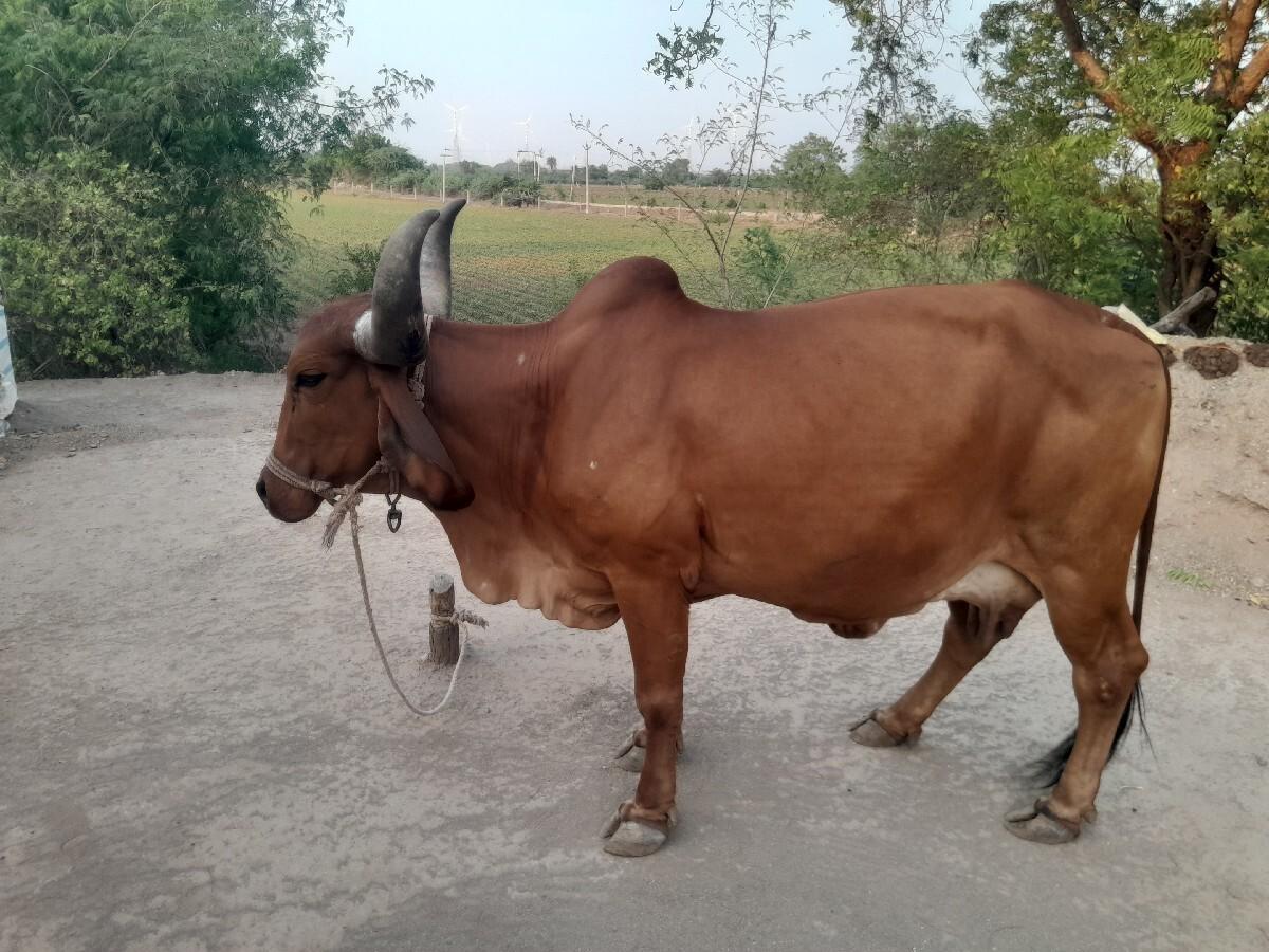 ગાય વેચવાની છે