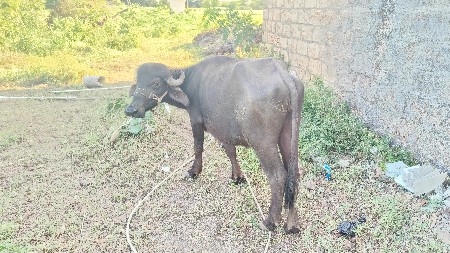 ખળેલિ વેચવાની છે