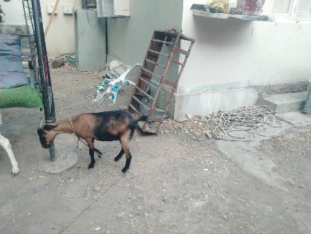 pateri bakri vechvani che