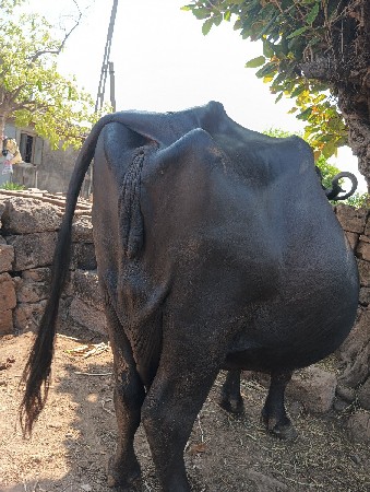 વેચાવા ની છે.