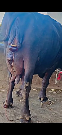 ભેશુ વેચવાની છે