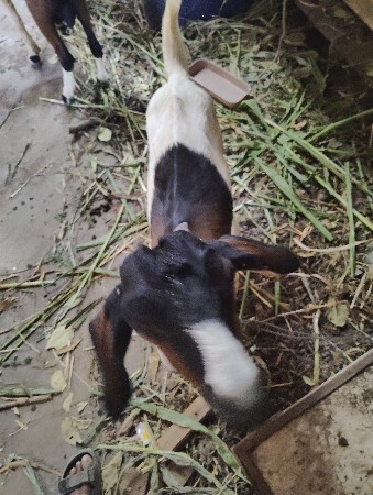 પતેરી બચી વેચવાની છે