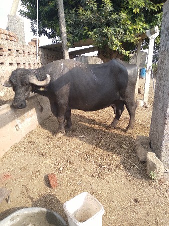 ભેસ વેચવાની છે.