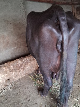 પહેલા વેતરમાં ભેંસ છે સાત લીટર દ