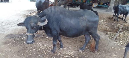 ભેંશ  વેચવાની  છે