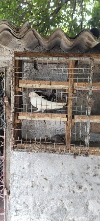 કબૂતર વેચવાના છે