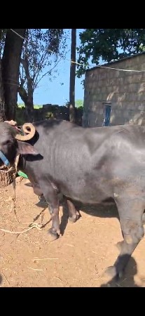 ભેંસ વેચવાની છે