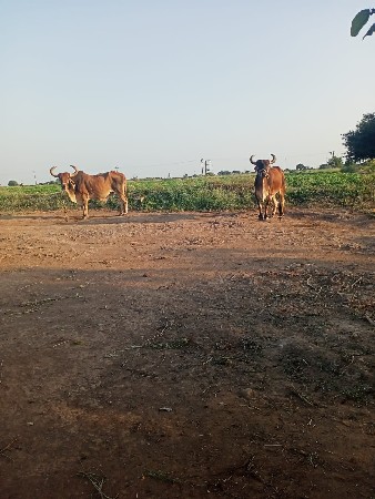 આ બળદ દેવા ના છે
