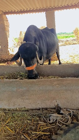 ભેંસ વેચવાની છે