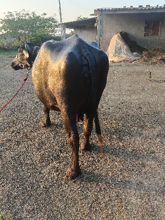 ભેંસ વેચવાની છે