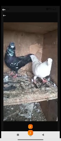 કબૂતર વેચવાના છે