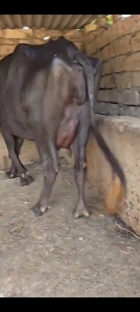 બીજા વેતર ગાભની ખડેલી