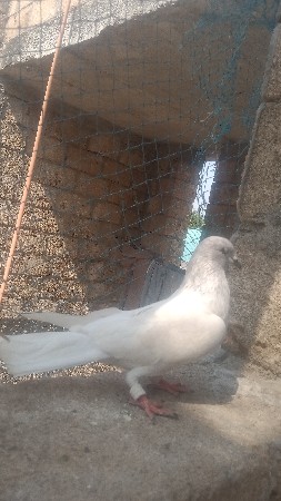 કાસનીનર