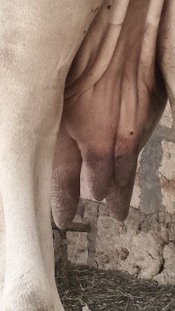 દેસી ગાય વેચવાની છે