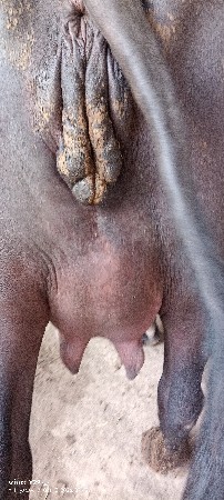 ભેંસ વેચવાની છે