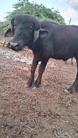૩ ખડેલા વેચવાના છે
