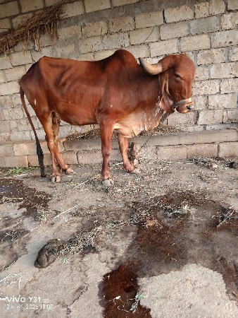 ગાય વેચવાની છે
