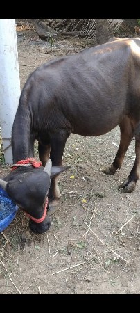 પાડી વેલાટી