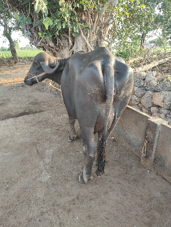 ભેંશ વેચવા ની છે