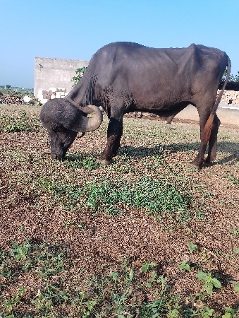પાડો વેચવાનો છે ફુટી ગયો છે
