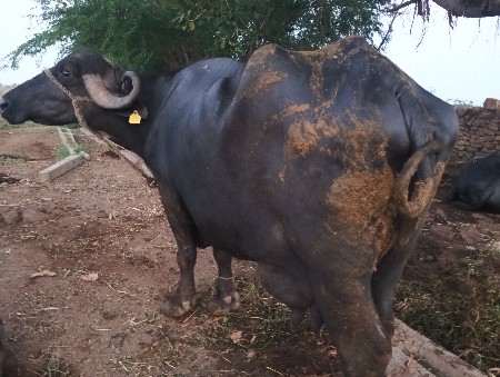 ભેંસ વેચવાની છે