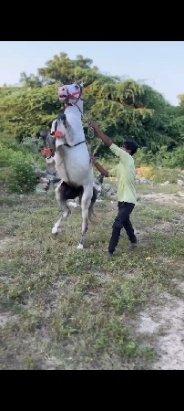 બે વર્ષની વચ્ચેથી વેચવાની છે
