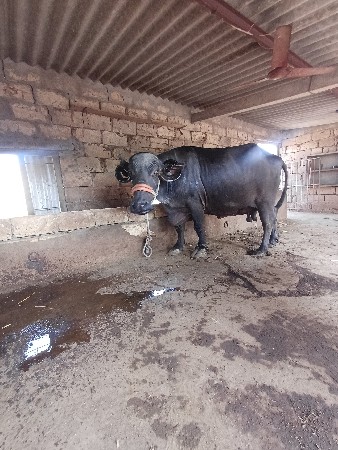 સિસોદિયા સાપરાજ ભાઈ નાનુભાઈ