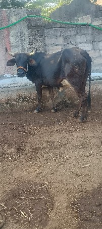 ગાય વેચવાની છે